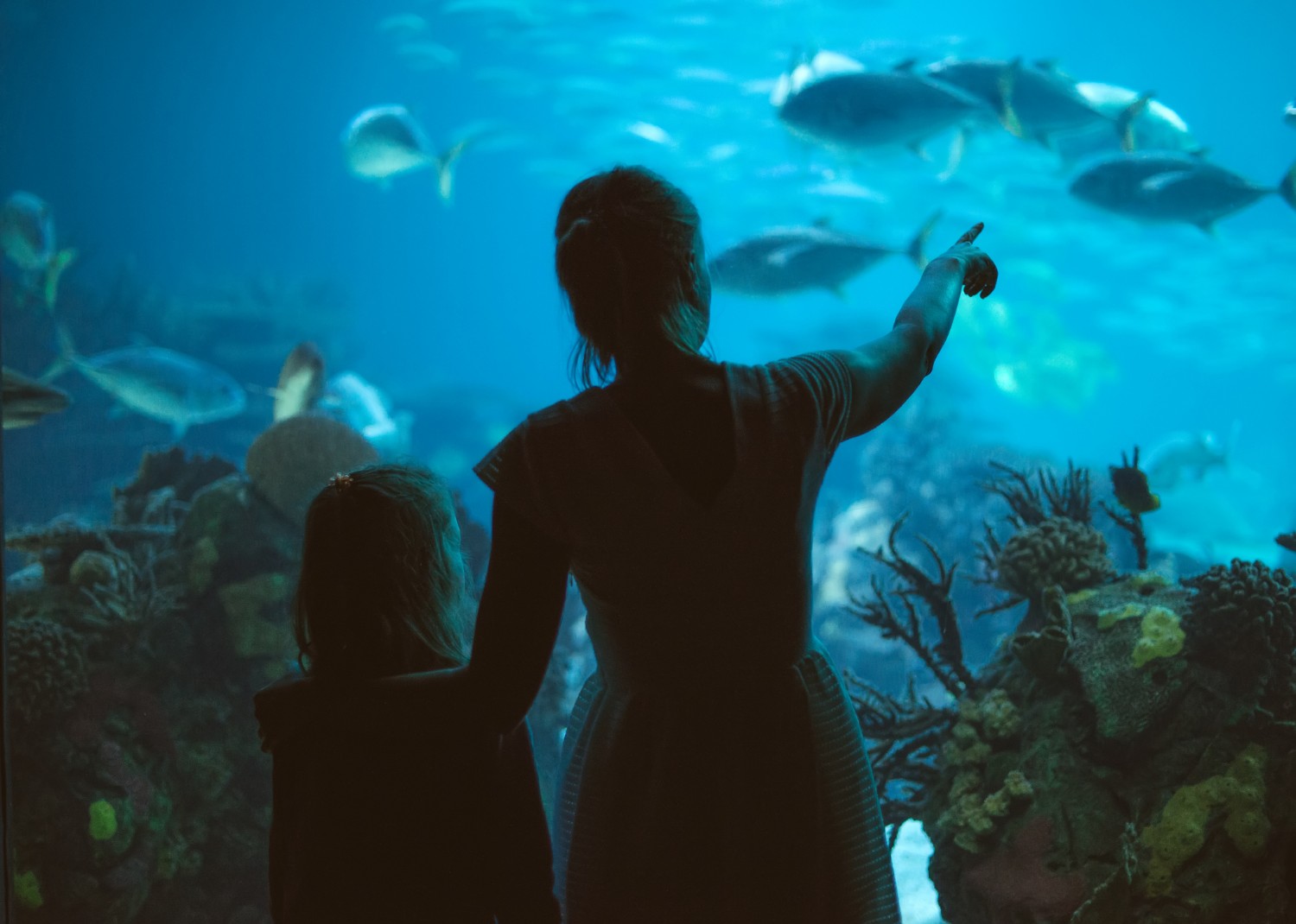 Why the Charleston, South Carolina Aquarium is One of the Best East