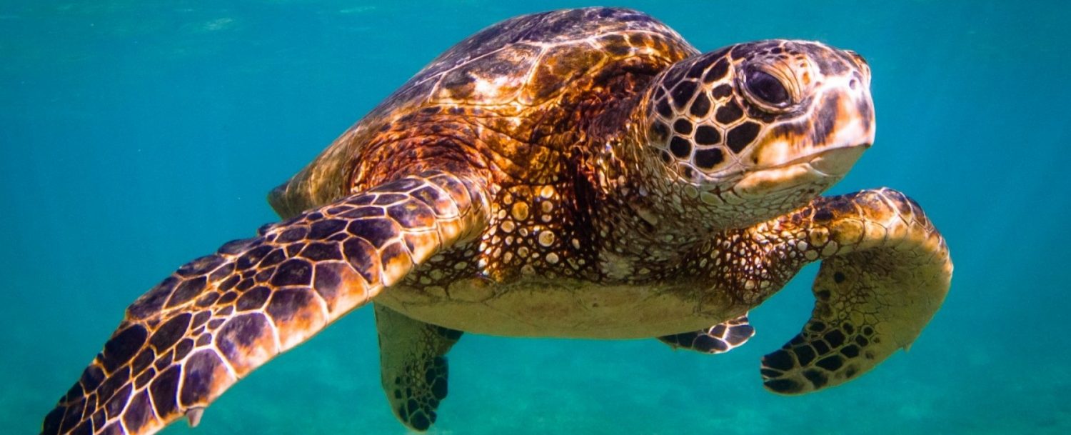 adult sea turtle swimming through the ocean