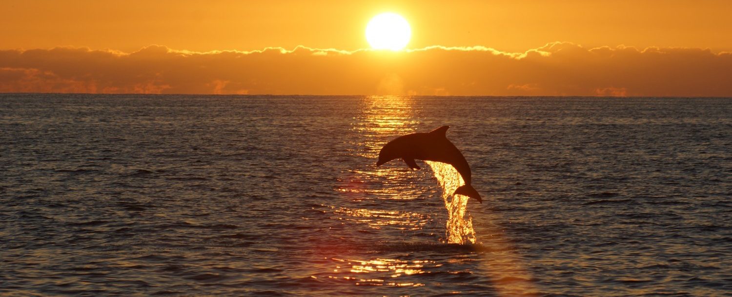 Dolphin jumping out of the ocean at sunset.