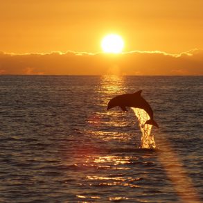 Dolphin jumping out of the ocean at sunset.