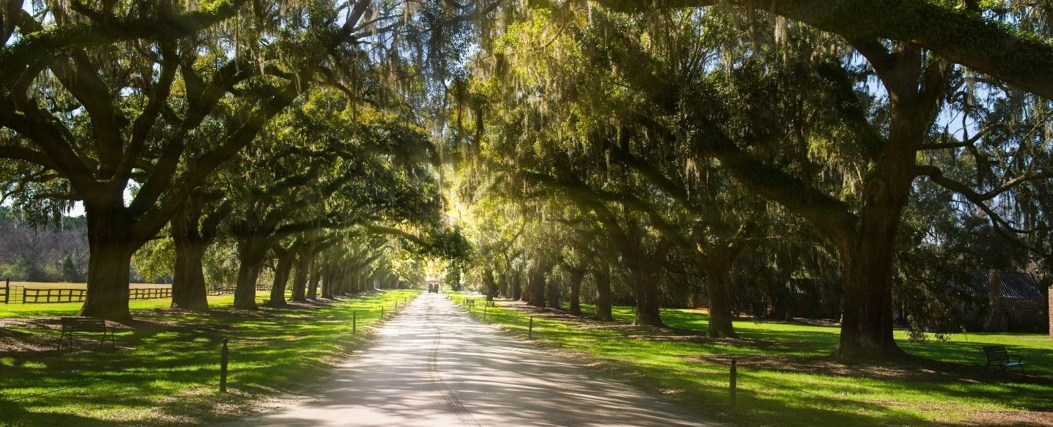 View of Boone Hall Plantation.