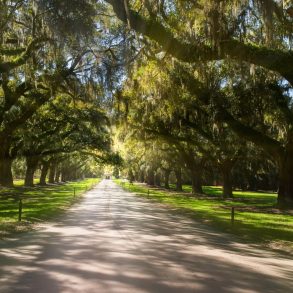 View of Boone Hall Plantation.