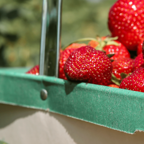 Strawberries in a container on a sunny day