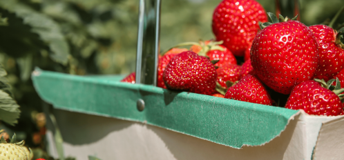 Strawberries in a container on a sunny day