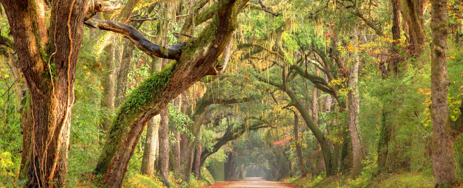 Road in the Lowcountry underneath oak trees