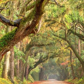 Road in the Lowcountry underneath oak trees