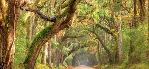 Road in the Lowcountry underneath oak trees