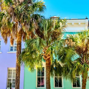 Several palmettos in front of colorful homes on rainbow row in downtown Charleston SC