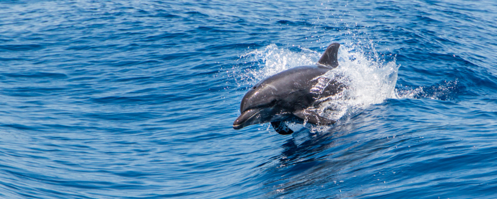 bottlenose dolphin, south carolina wildlife