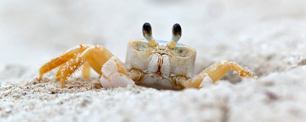 ghost crab, south carolina wildlife