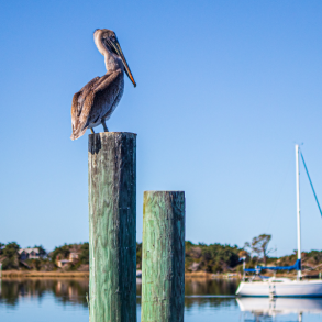 brown pelican, south carolina wildlife