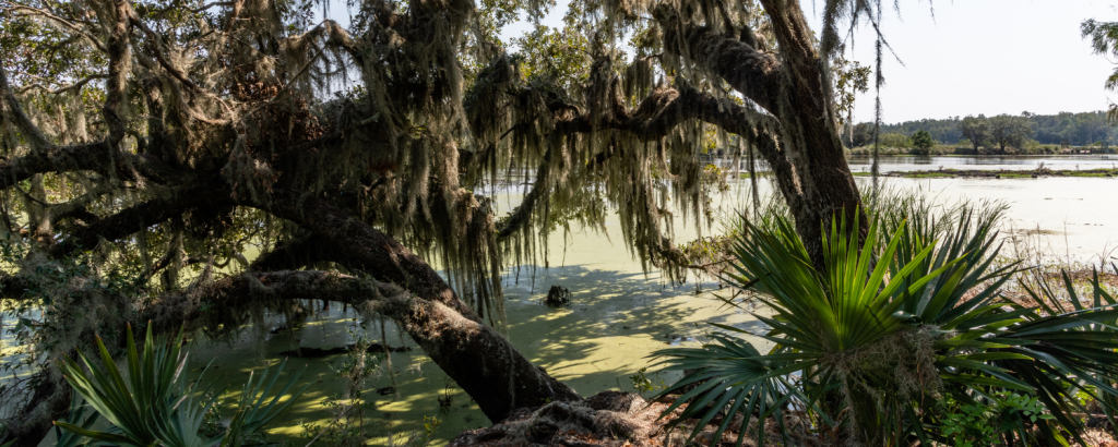 Gullah Geechee Culture: A Unique Vacation Experience | East Islands Rentals