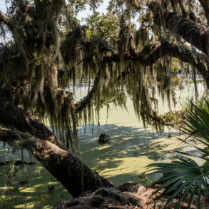 swamp near charleston sc