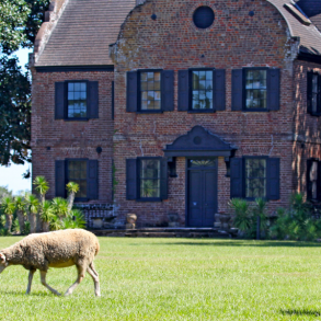 Middleton Place, South Carolina, sheep on lawn