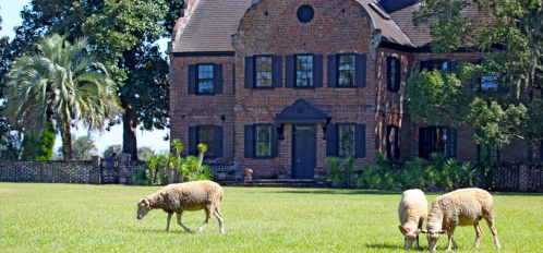 Middleton Place, South Carolina, sheep on lawn