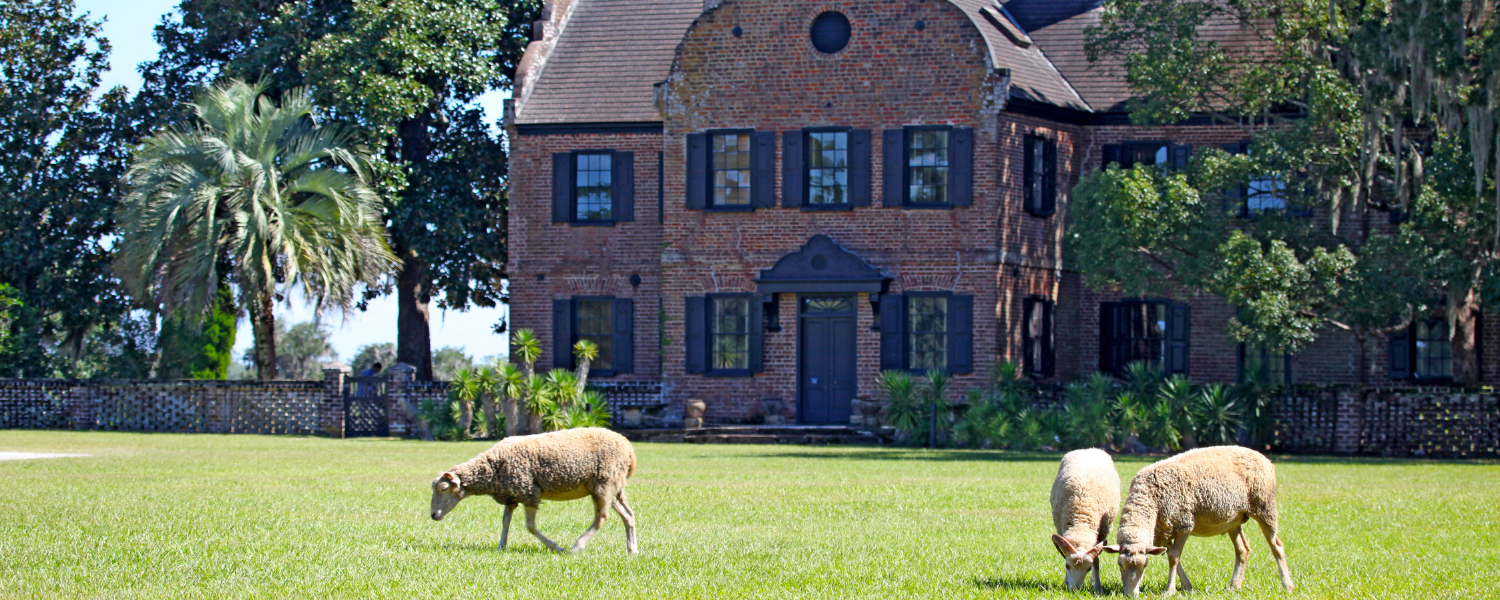 Middleton Place, South Carolina, sheep on lawn