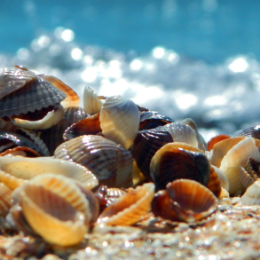 Free Things to Do in Isle of Palms SC