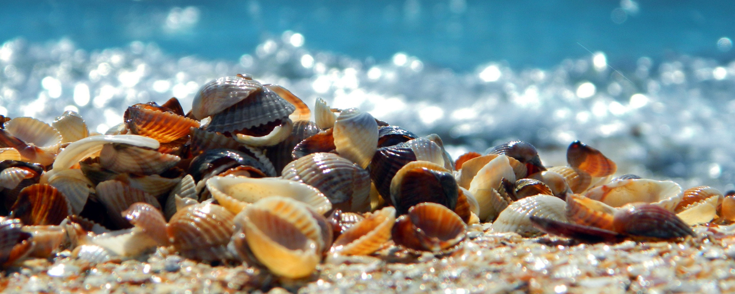 Free Things to Do in Isle of Palms SC