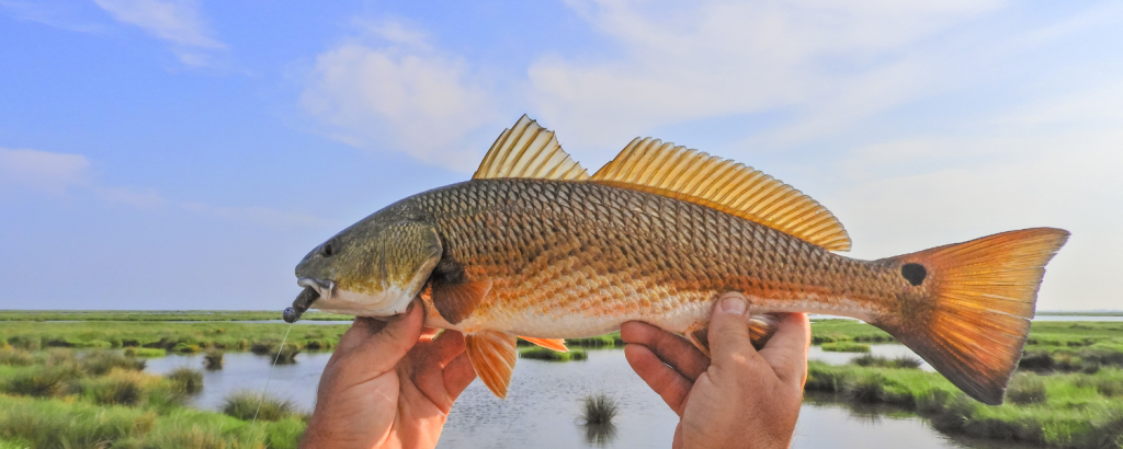red drum fish