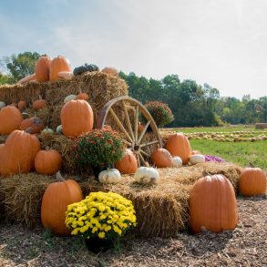 Fall harvest display with pumpkins and hay on the farm.