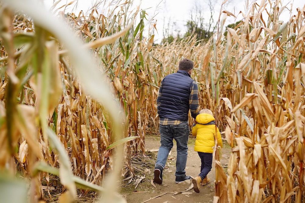 Little boy and his father having fun on pumpkin fair at autumn. Family walking among the dried corn stalks in a corn maze. Traditional american amusement on pumpkin fair. 